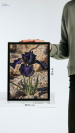 السوسنة السوداء